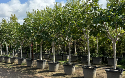 Ficus carica